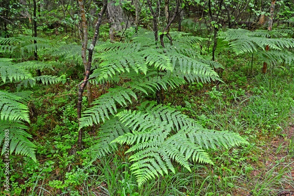 Fototapeta Common fern (Pteridium aquilinum (L.) Kuhn) in summer forest