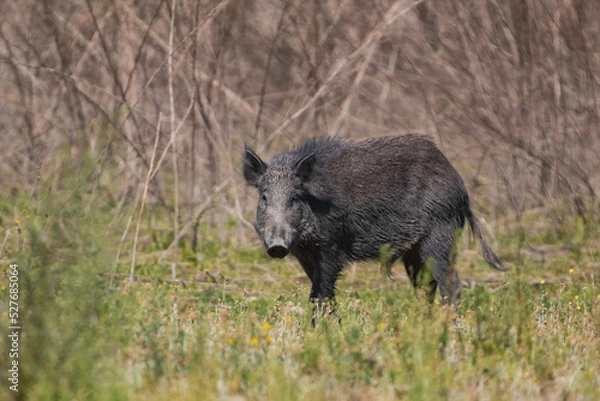 Fototapeta Wild boar foraging for food in a clearing