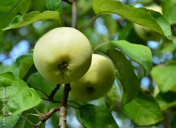 Obraz apples on tree