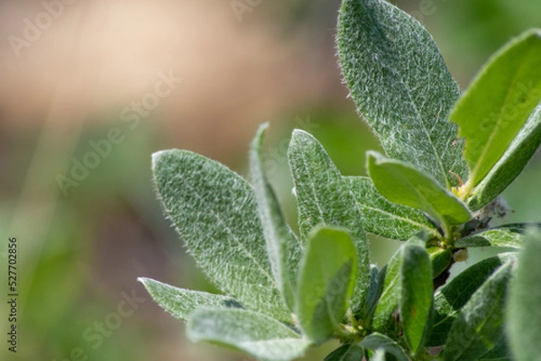 Obraz closeup of leaves