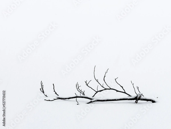 Fototapeta Simple Branch Lying on Snow