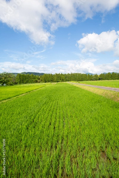 Fototapeta 姶良市永瀬の田園地帯
