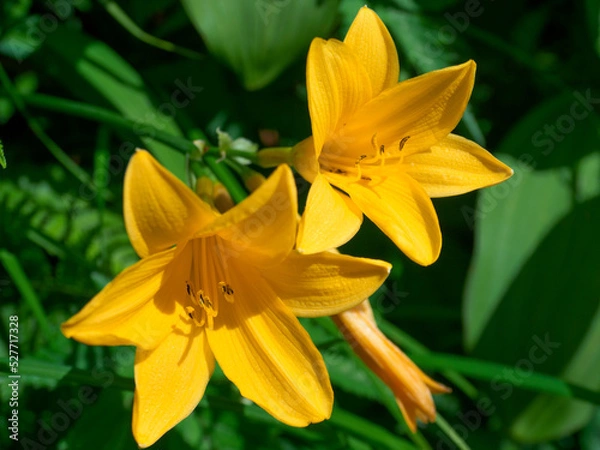 Obraz ニッコウキスゲ