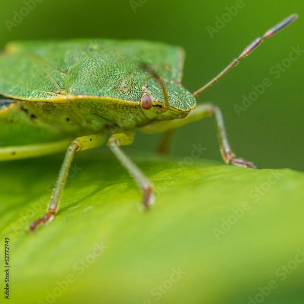 Obraz Shield Bug