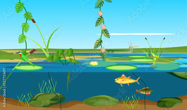 Fototapeta River tropical ecosystem and Underwater  landscape bird with dragonfly jungle vector 
