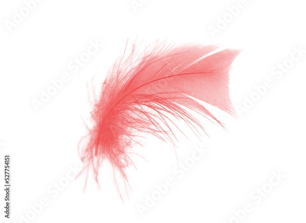 Fototapeta Beautiful red feather isolated on white background