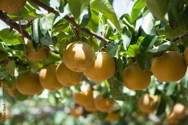 Fototapeta Ripe japanese pears hangimg on tree in orchard.