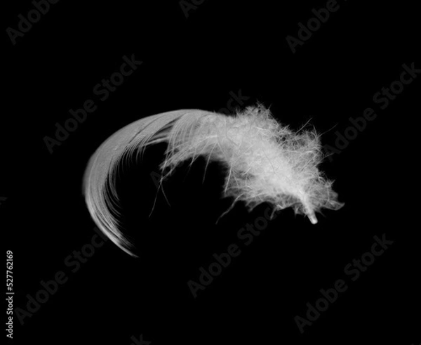 Fototapeta white feather isolated on black background
