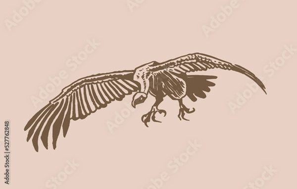 Obraz Vector vulture on sepia background,graphical drawing. Wild bird,hunter