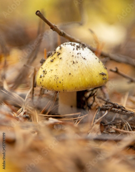 Obraz Mushrooms on the ground in the forest in autumn.