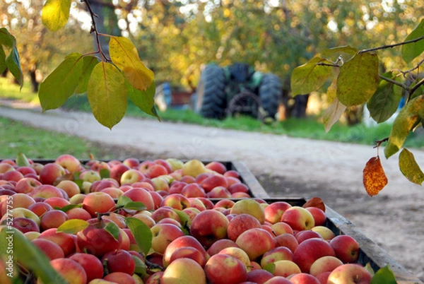 Obraz Fall Apple Harvest i Orchard