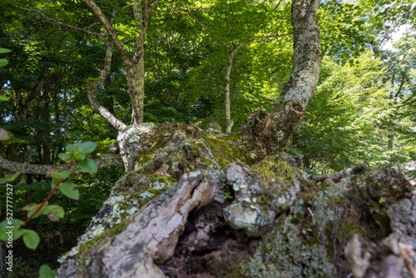 Fototapeta 木の肌にある一つの世界