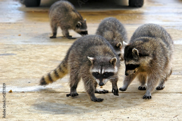 Obraz Raccoons