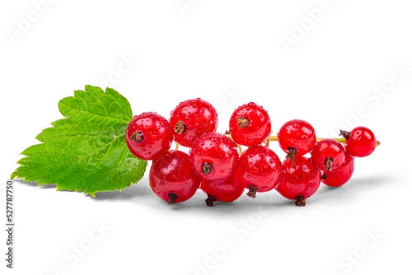 Fototapeta A bunch of red currants in water drops, macro photography, isolated on a white background