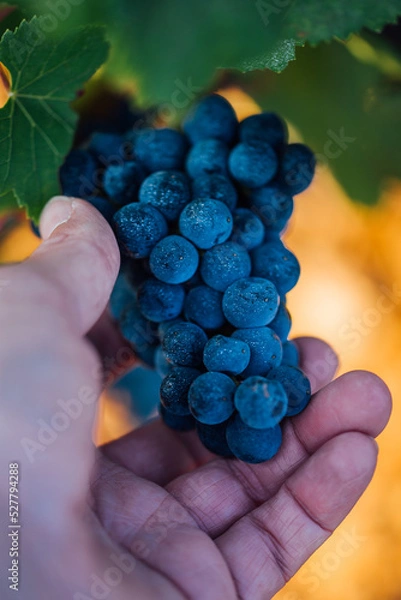 Fototapeta une grappe de raisins de mûr. Des raisins. Le murissement des raisins. Des grains de raisins dans une grappe pendant les vendanges. Une grappe de raisins rouges. Une main tenant une grappe de raisins