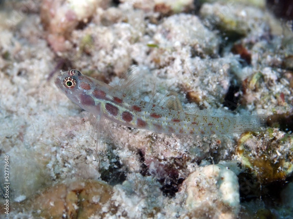 Obraz Spotted dwarfgoby