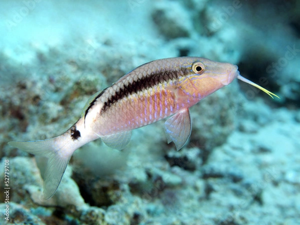 Obraz Dash-and-dot goatfish