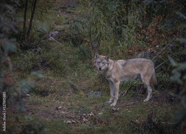 Obraz wolf in the woods