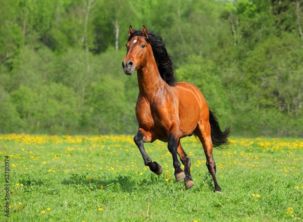 Obraz Galopujący dziki koń