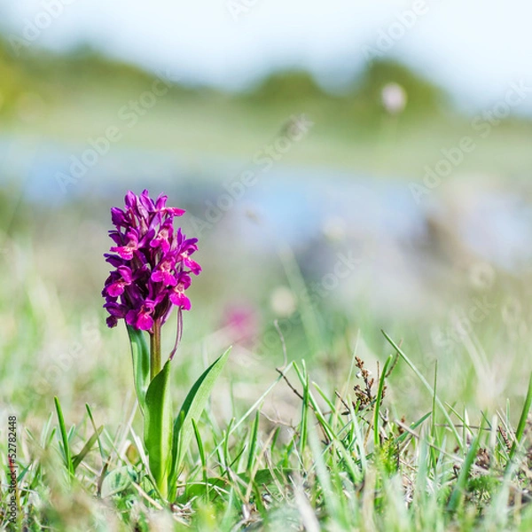 Fototapeta Orchit at soft nature background