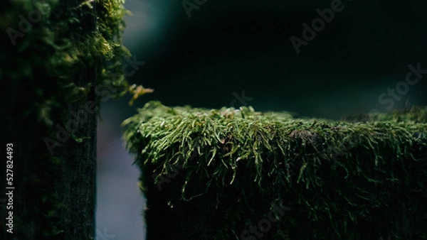 Fototapeta green moss