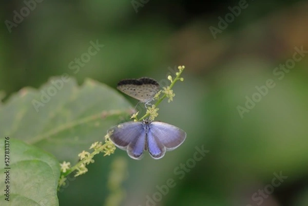 Fototapeta ヤマトシジミの求愛