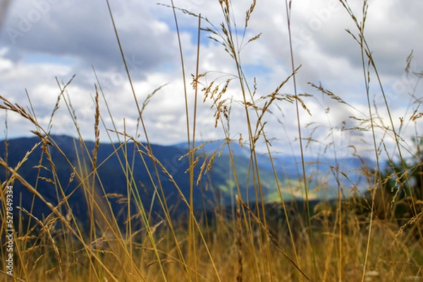 Fototapeta Colorful mountain landscape with spikes in the foreground in cloudy weather in the Carpathians. Beautiful Ukraine.