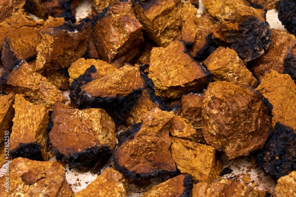 Obraz Closeup of dried and cut orange and black medicinal chaga mushroom from birch tree, used in alternative medicine. From above.