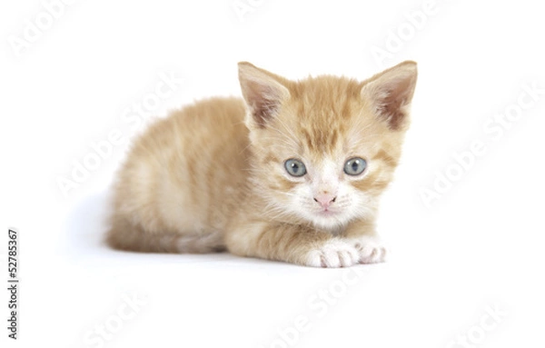 Fototapeta red kitten isolated on white background