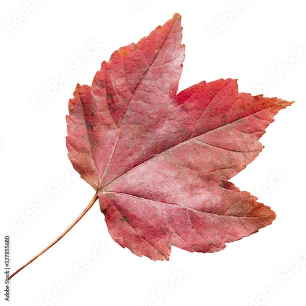 Fototapeta Red fall leaf png