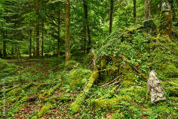 Obraz Spring on french pyrennes forest