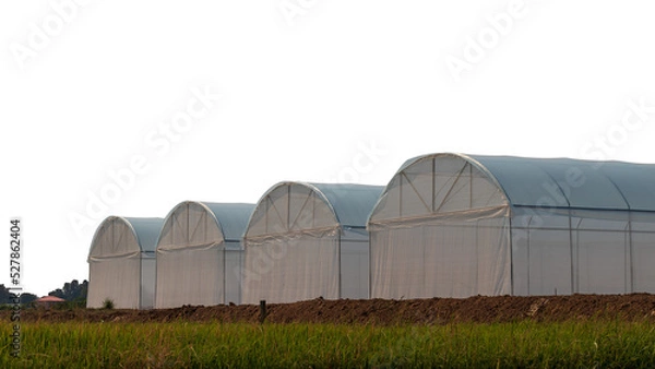 Obraz View isolates cultivation dome building is made of white plastic tarp covering the length installed on the ground in rural Thailand.