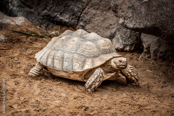 Fototapeta Tortoise
