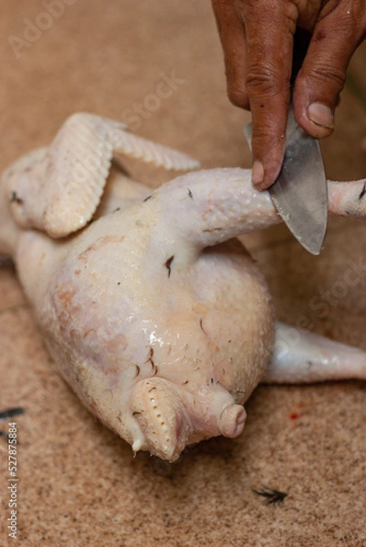 Fototapeta free-range chicken that has been slaughtered and has its feathers removed