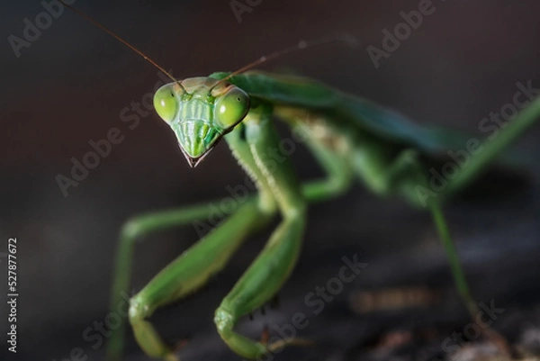 Fototapeta praying mantis close up posing