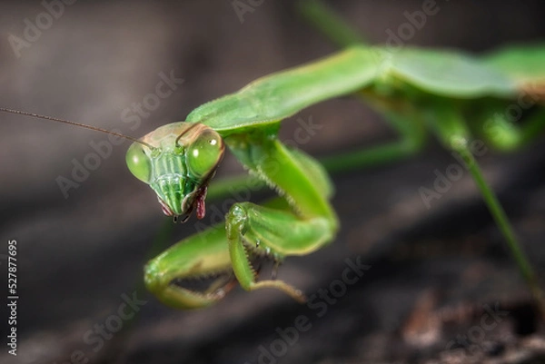 Obraz Praying Mantis Close Up