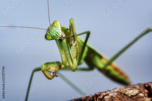 Fototapeta Praying Mantis close up posing