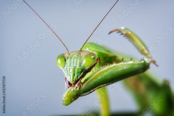 Fototapeta green praying mantis macro with sky background