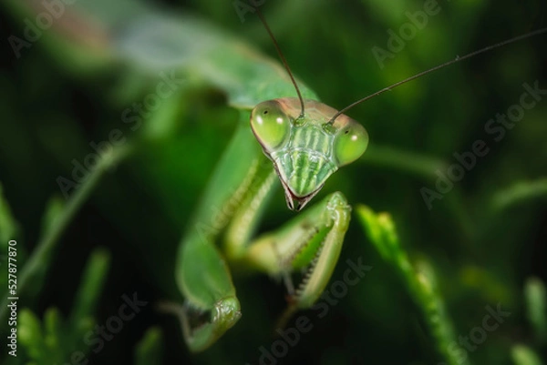Fototapeta praying mantis on a leaf macro