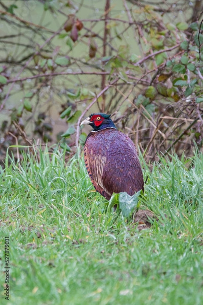 Fototapeta Faisan