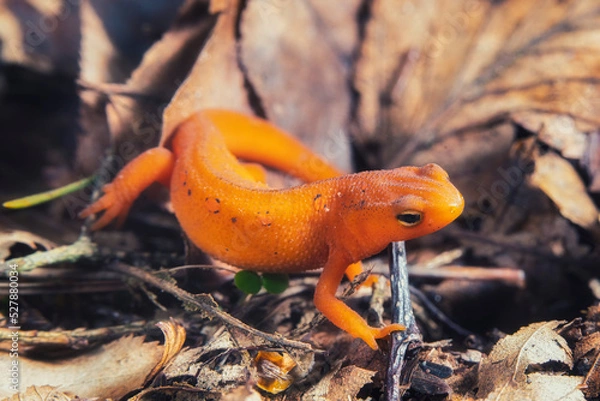 Fototapeta Red-spotted Newt Macro On Brown Leaves