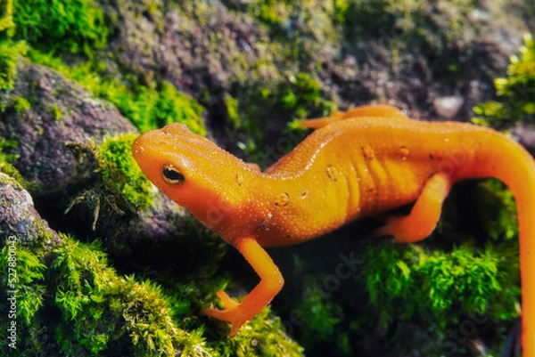 Fototapeta Red-spotted Newt Macro On Log