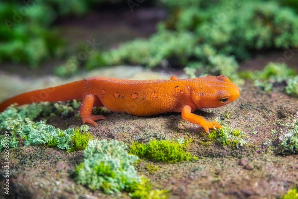 Fototapeta Red-spotted Newt Macro On Rock