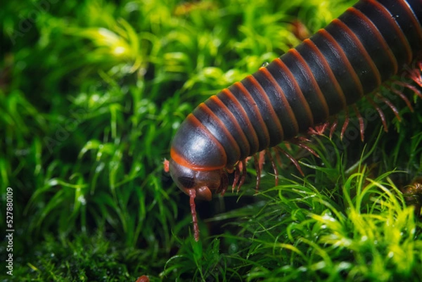 Obraz Millipede Close-up on Moss