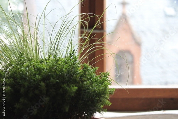 Obraz Pflanzen am Fenster