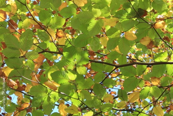 Obraz Buche im Herbst