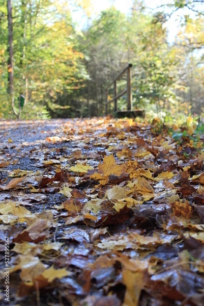 Obraz Herbstspaziergang