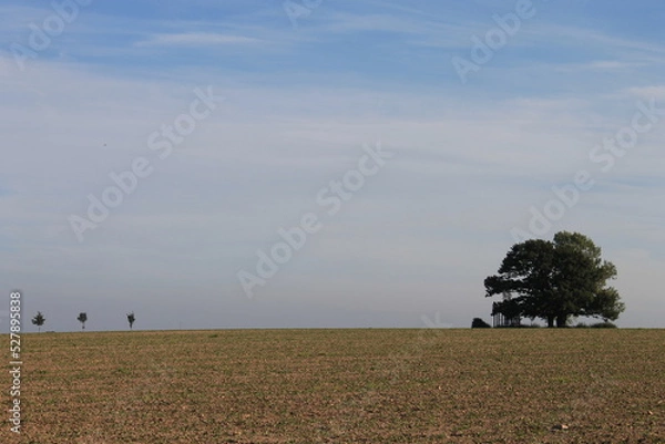 Obraz Einzelner Baum im Feld