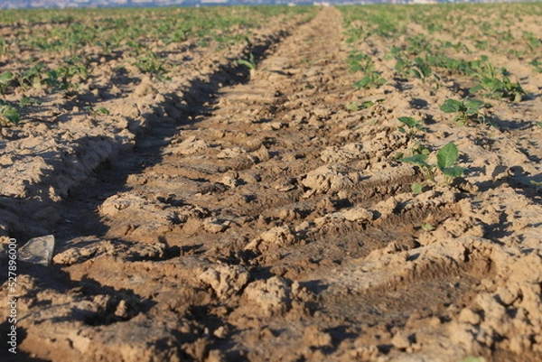 Fototapeta Acker im Herbst