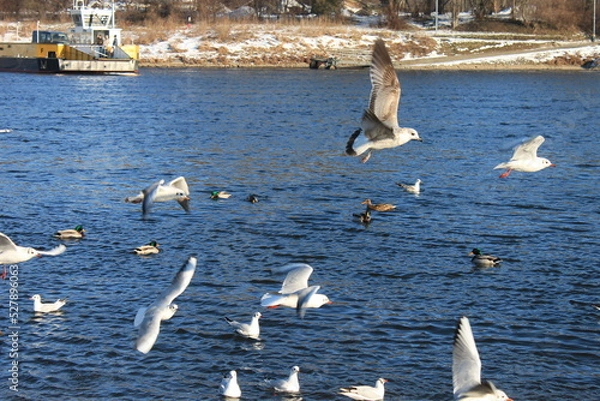 Obraz Möven am Fluss